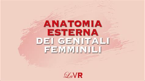 maglia di fendi a forma di vagina|Genitali esterni femminili .